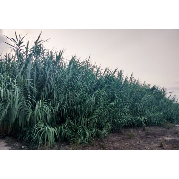 PACK AHORRO cañas fagot para estudiantes