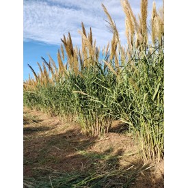 Caña oboe MicranthaReed Arunval