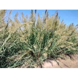 Caña oboe MicranthaReed Arunval