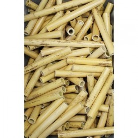 Tubo de Arundo donax para cañas
