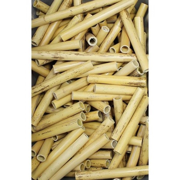 Tubo de Arundo donax para cañas