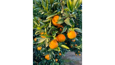 5 años sirviendo a nuestros clientes, naranjas directas del árbol
